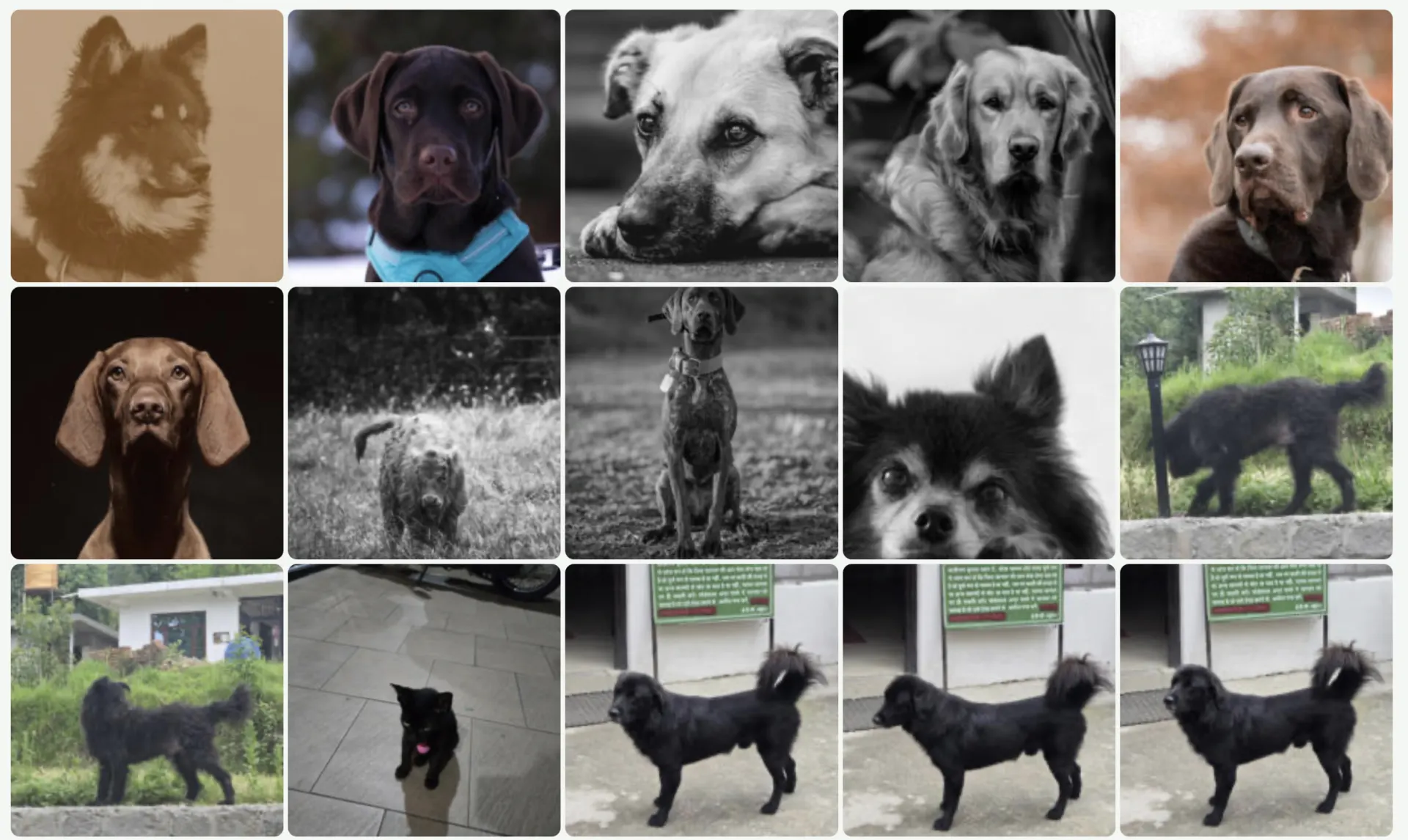 LUMORA search results for “black dog” — a grid of dog photos from a local library