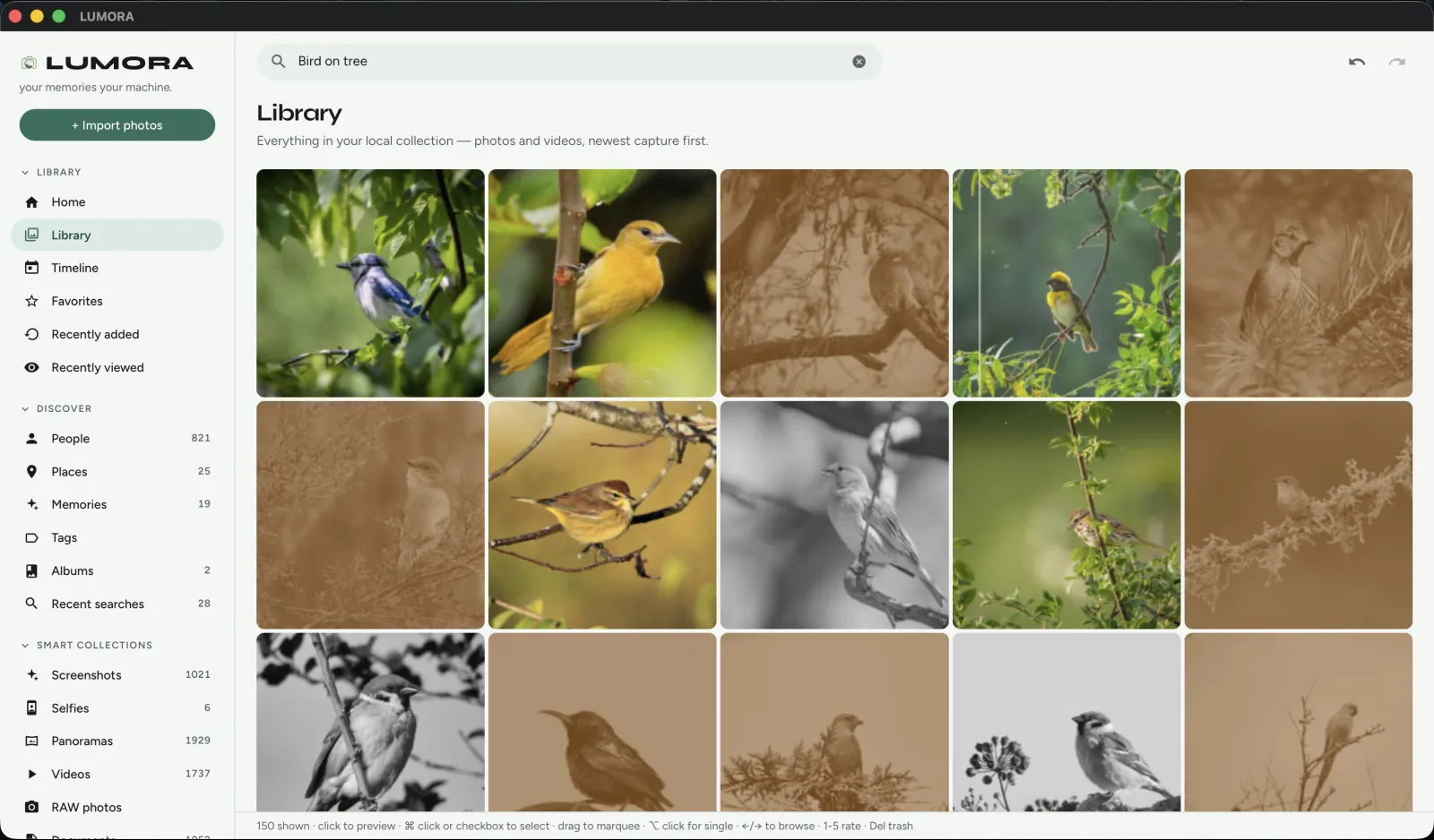 LUMORA offline search results for “Bird on tree”