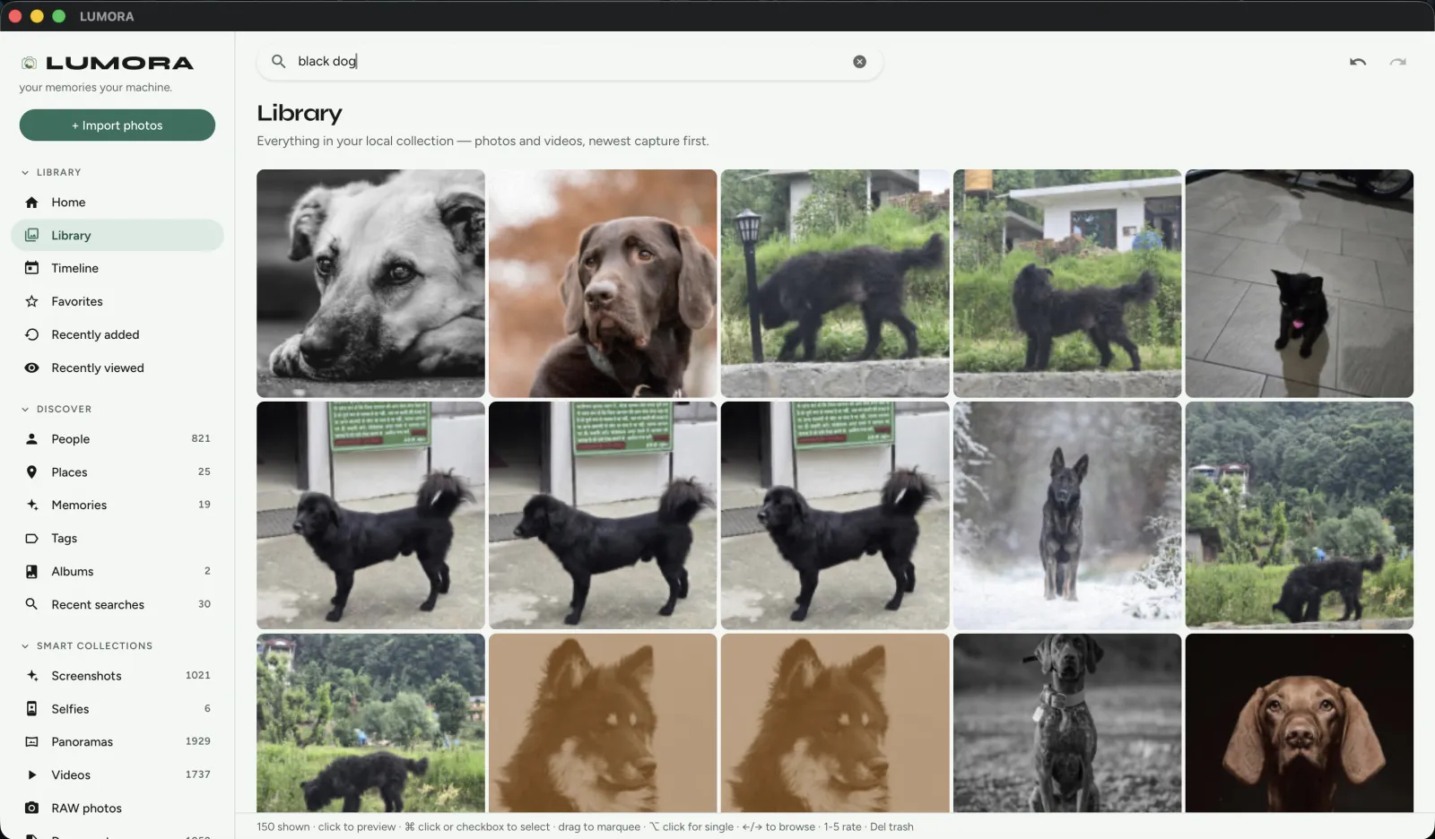 LUMORA search results for “black dog”